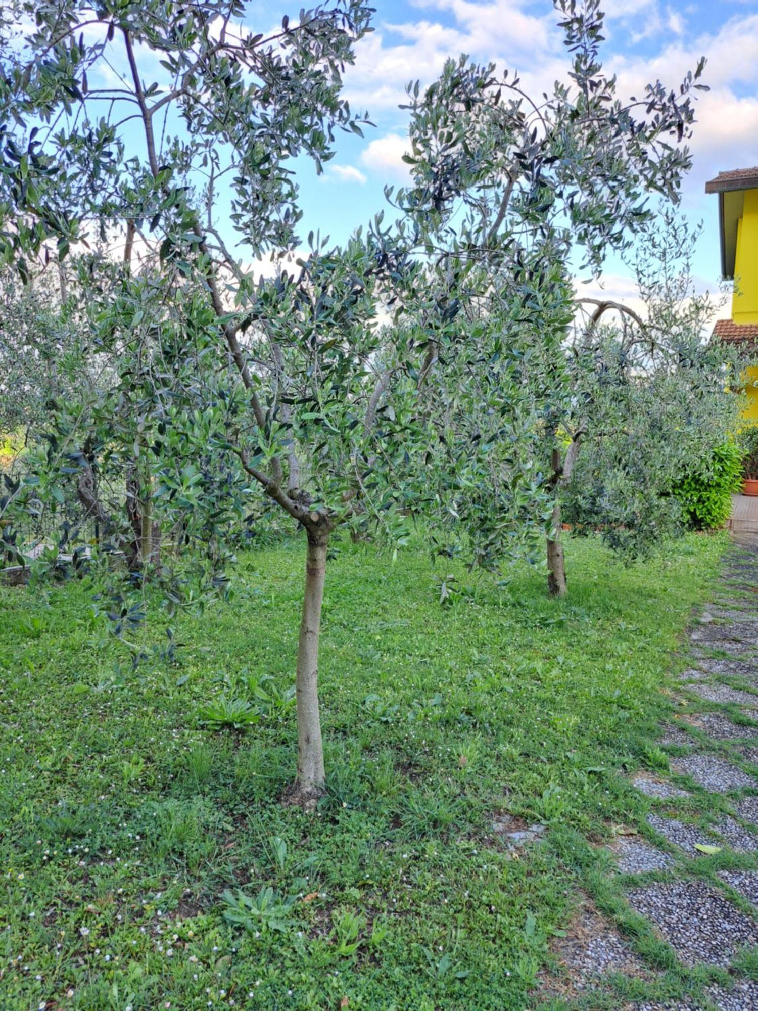 Casa Gli Ulivi Villa Montepulciano Bagian luar foto
