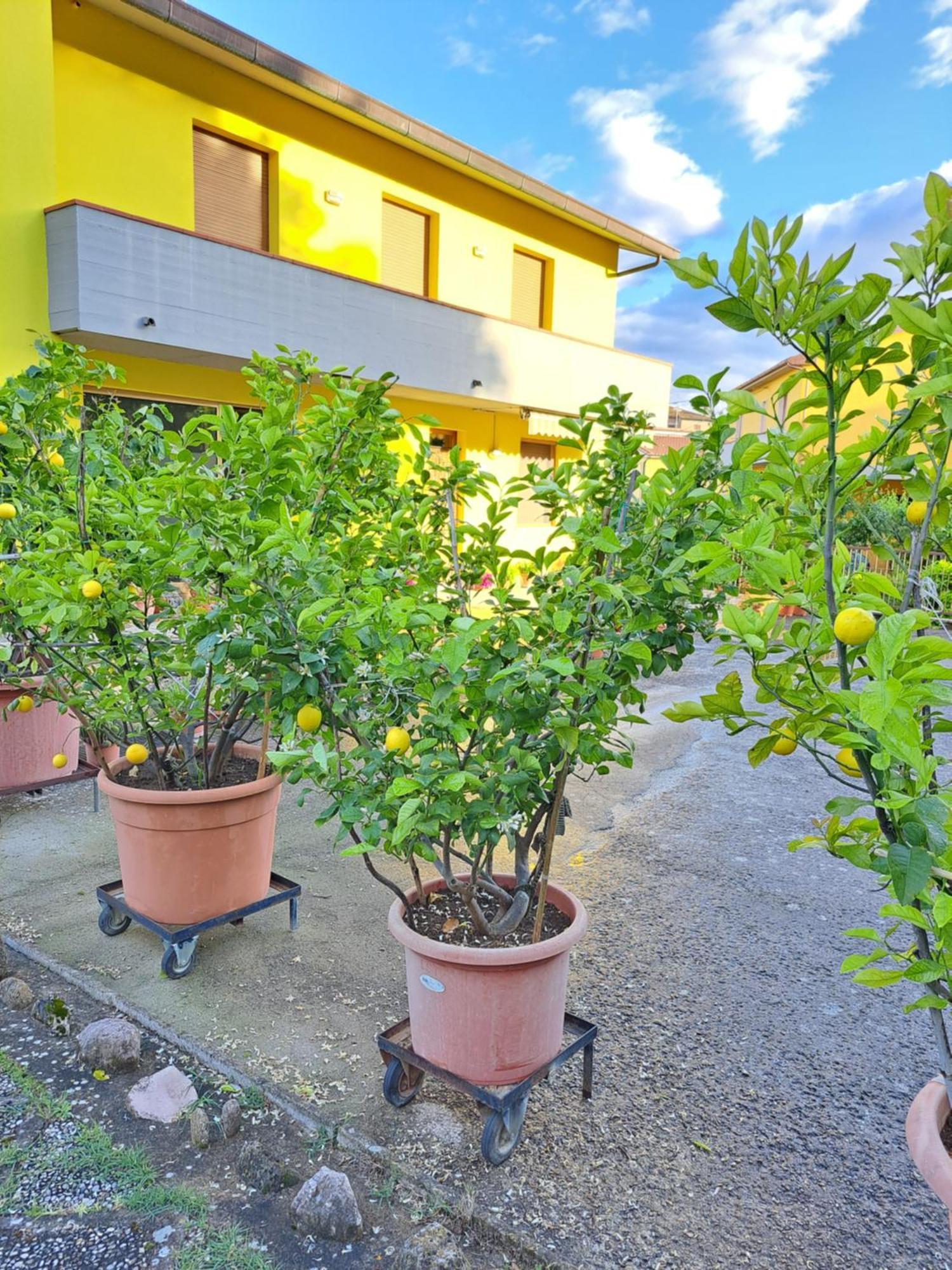 Casa Gli Ulivi Villa Montepulciano Bagian luar foto